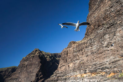 Low angle view of seagull flying over rock