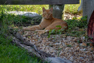 Portrait of cat relaxing on land