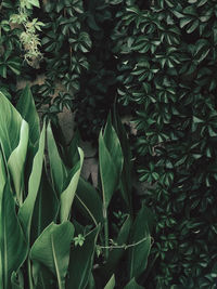 High angle view of plants