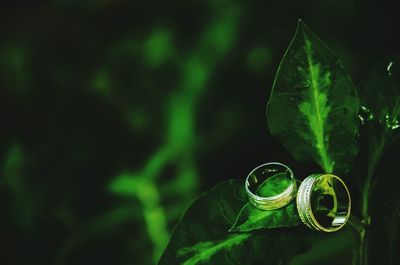 Close-up of wedding rings on plant