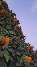 Low angle view of orange flowering plant against sky