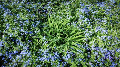 Full frame shot of purple flowering plant