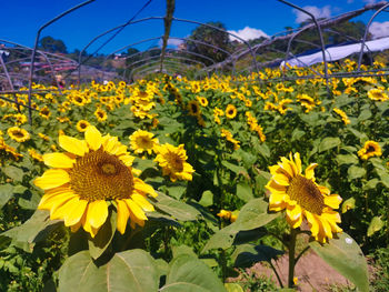 Close-up of yellow flowering plants