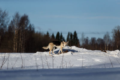 Dog standing on snow covered land