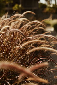 Close-up of dried plant on field