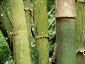 Close-up of bamboo plants in forest