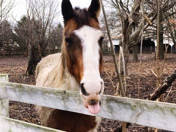 Close-up of horse on tree