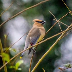 Close-up of bird perching on plant