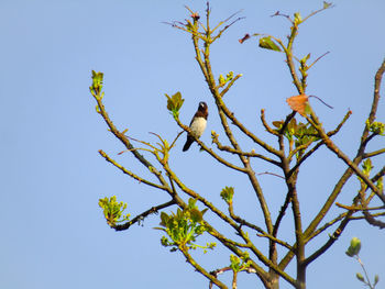 Low angle view of bird perching on tree against sky