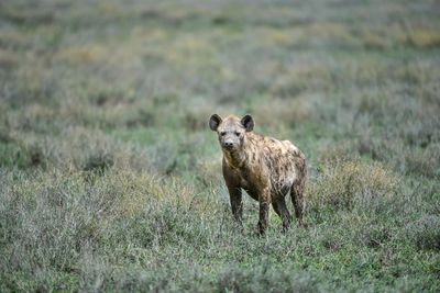 Hyena standing on grassy land