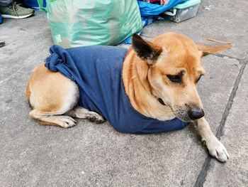 High angle view of dog lying down on street in city