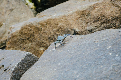 High angle view of insect on rock