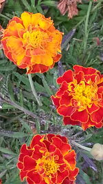 Close-up of red flowers