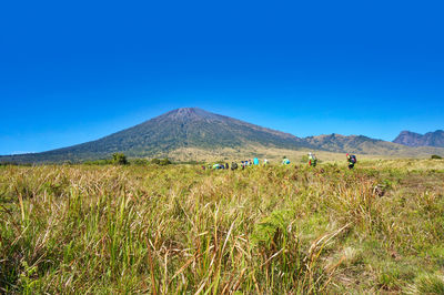 Scenic view of field against clear blue sky