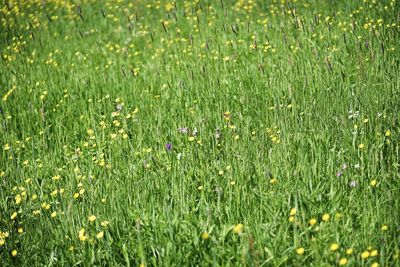 Full frame shot of flowering plants on field