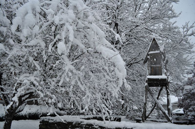 Snow covered field and trees