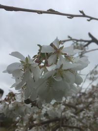 Low angle view of apple blossoms in spring