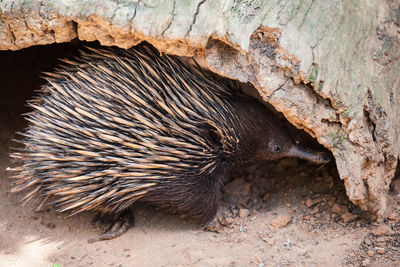 Echidna under log