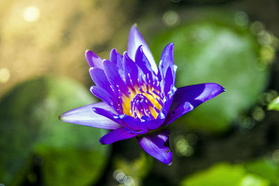 Close-up of purple flower