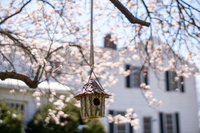 Close-up of cherry blossom hanging on tree with bird house