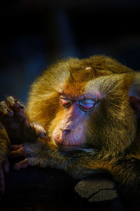 Close-up of monkey looking away