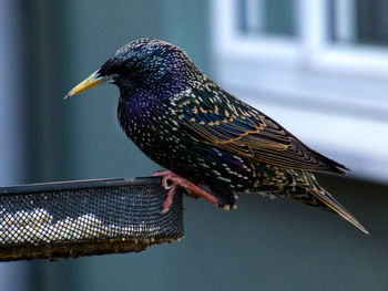 Close-up of bird perching on wood