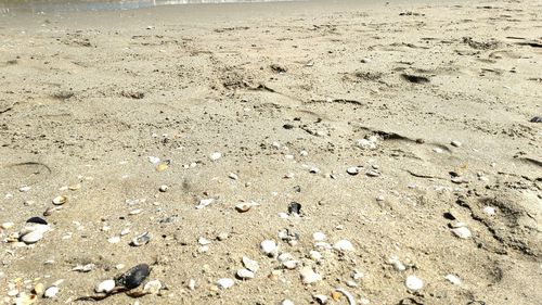 Close-up of lizard on sand