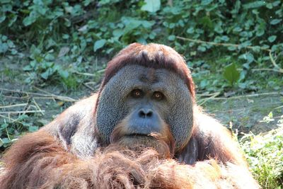 Close-up portrait of a monkey