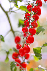 Close-up of red berries growing on tree