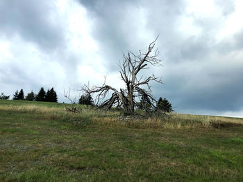 Tree on field against sky