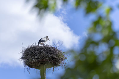 Low angle view of birds perching on nest against sky