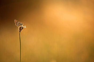 Close-up of wilted plant