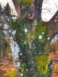 Low angle view of trees in forest