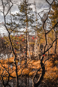 Bare trees in forest against sky