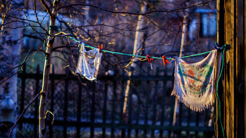 Close-up of clothes hanging on branch during winter