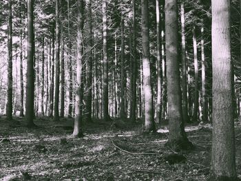 Trees in forest