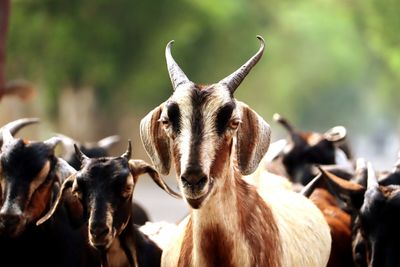 Close-up of a goat