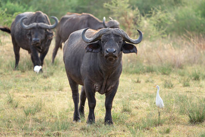 African buffalo, syncerus caffer, national parks of uganda