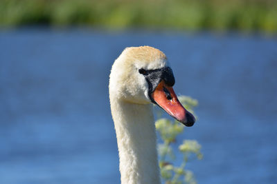 Close-up of swan on lake