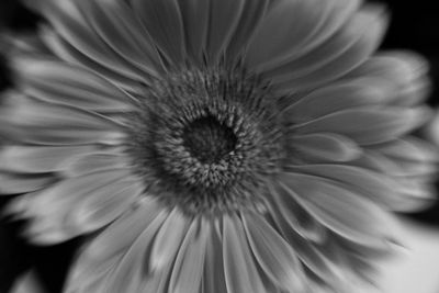 Close-up of flower blooming outdoors