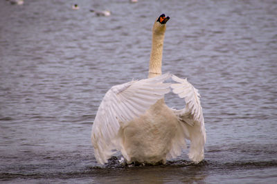 View of swan swimming in lake