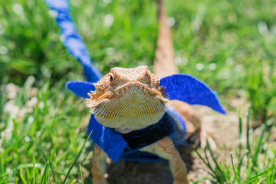 Closeup of a bearded dragon on green grass. exotic domestic pet.
