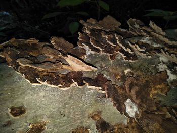 Close-up of dry leaves on rock