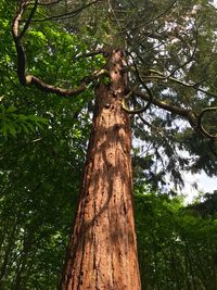 Low angle view of bamboo trees in forest