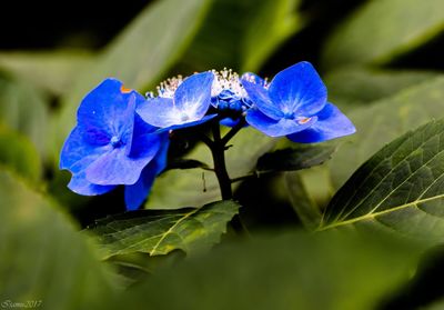 Close-up of blue flower