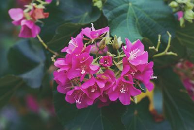 Close-up of pink flowering plant