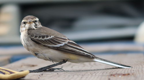 Close-up of bird perching on a table