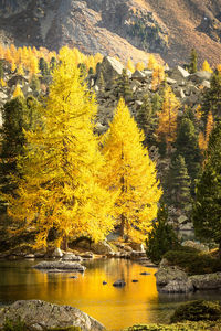 Yellow trees by lake in forest during autumn