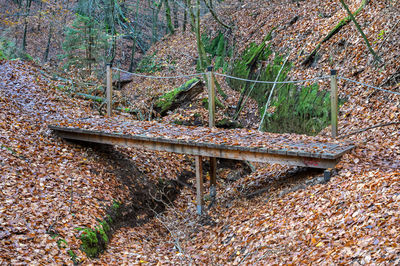 Railroad tracks in forest during autumn