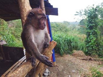 Philippine monkey